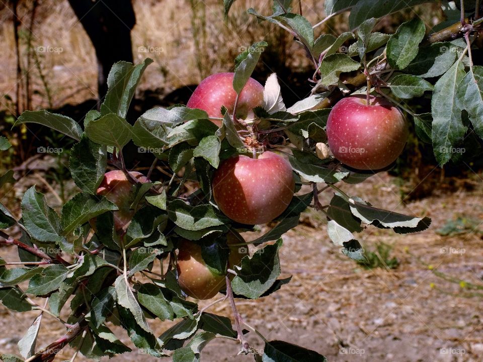 Fruit tree