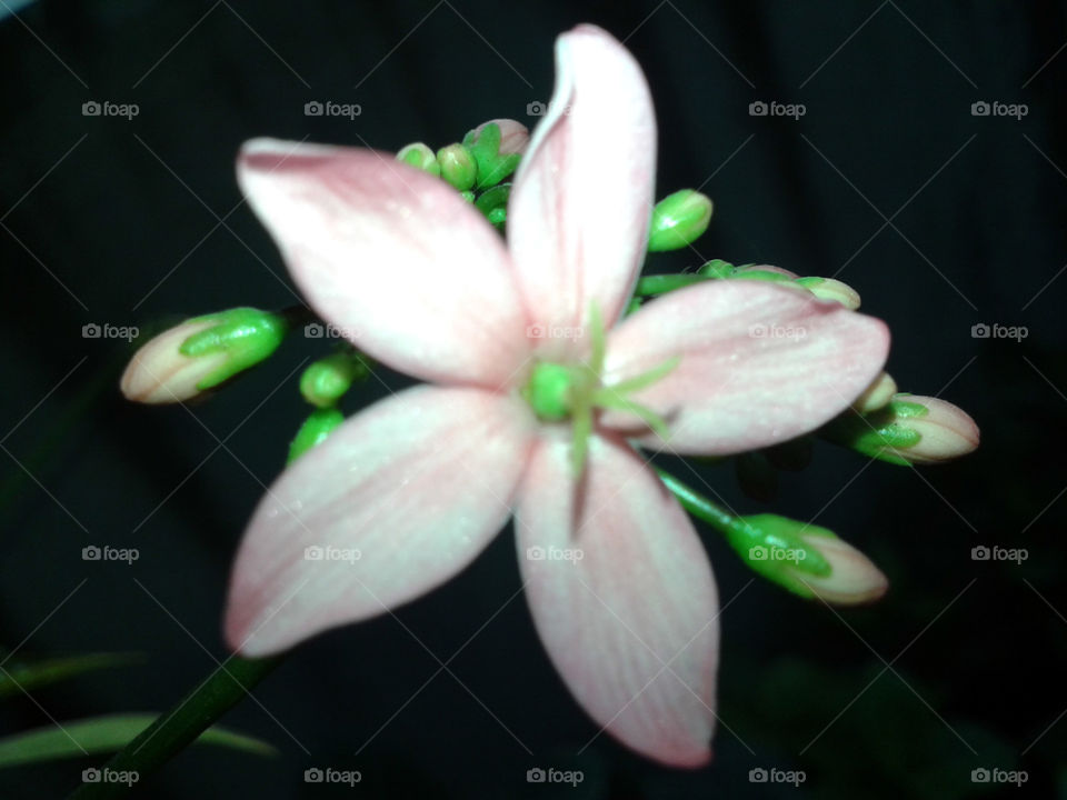 Close-up of pink flower in night