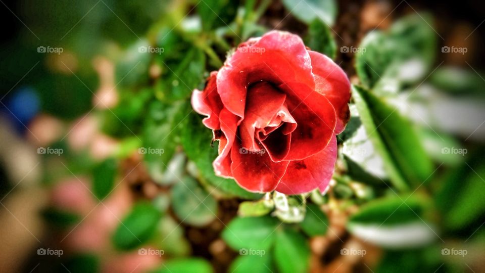 Rose flower