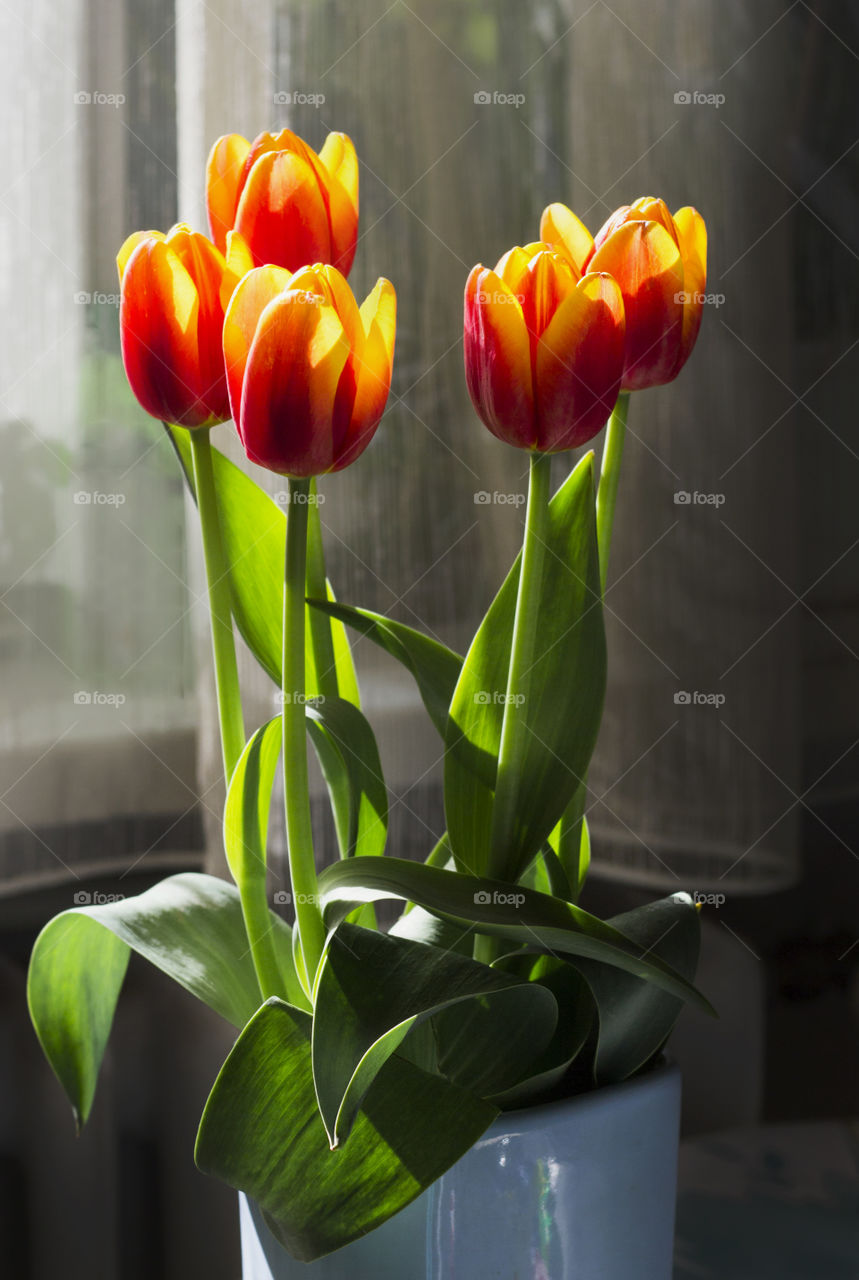 Tulips in a vase, sunlight at home