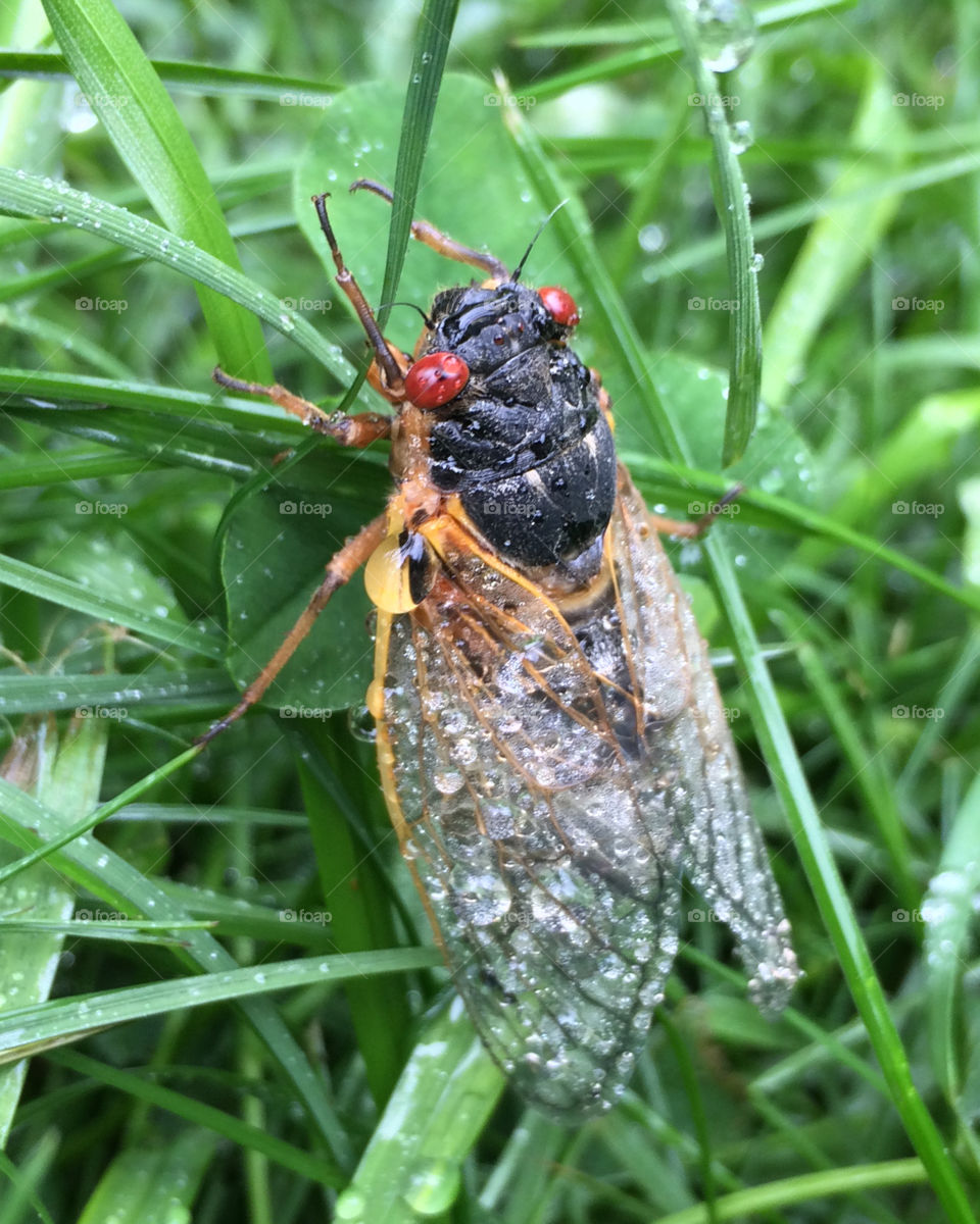 17 year cicada drying its wings after a rain