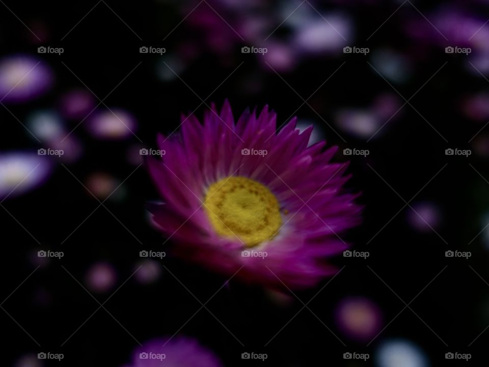 Australian native daisy, pink sunray. This image shows dark colour and pink colour contrast.