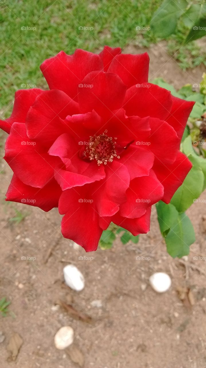 Sem Filtros - nossa bela rosa vermelha que desabrochou recentemente!
Jardinagem é nosso hobby.