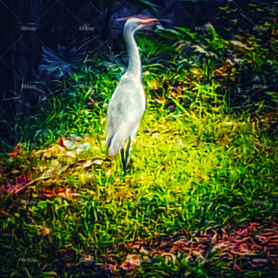 Heron