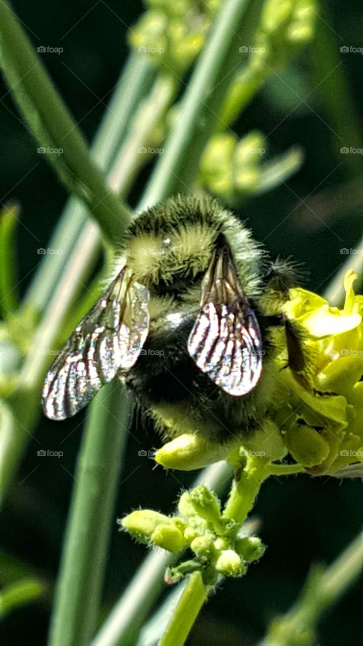 bee on a flower