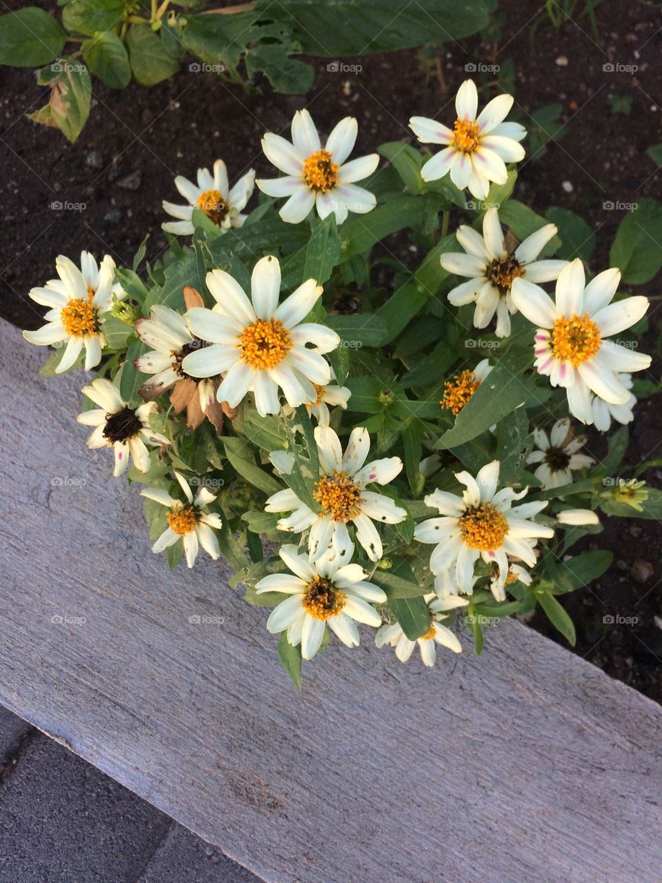 White & Yellow Blooms 
