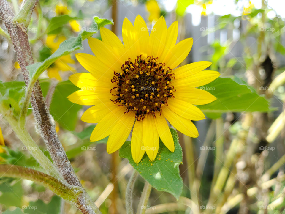 Sunflower