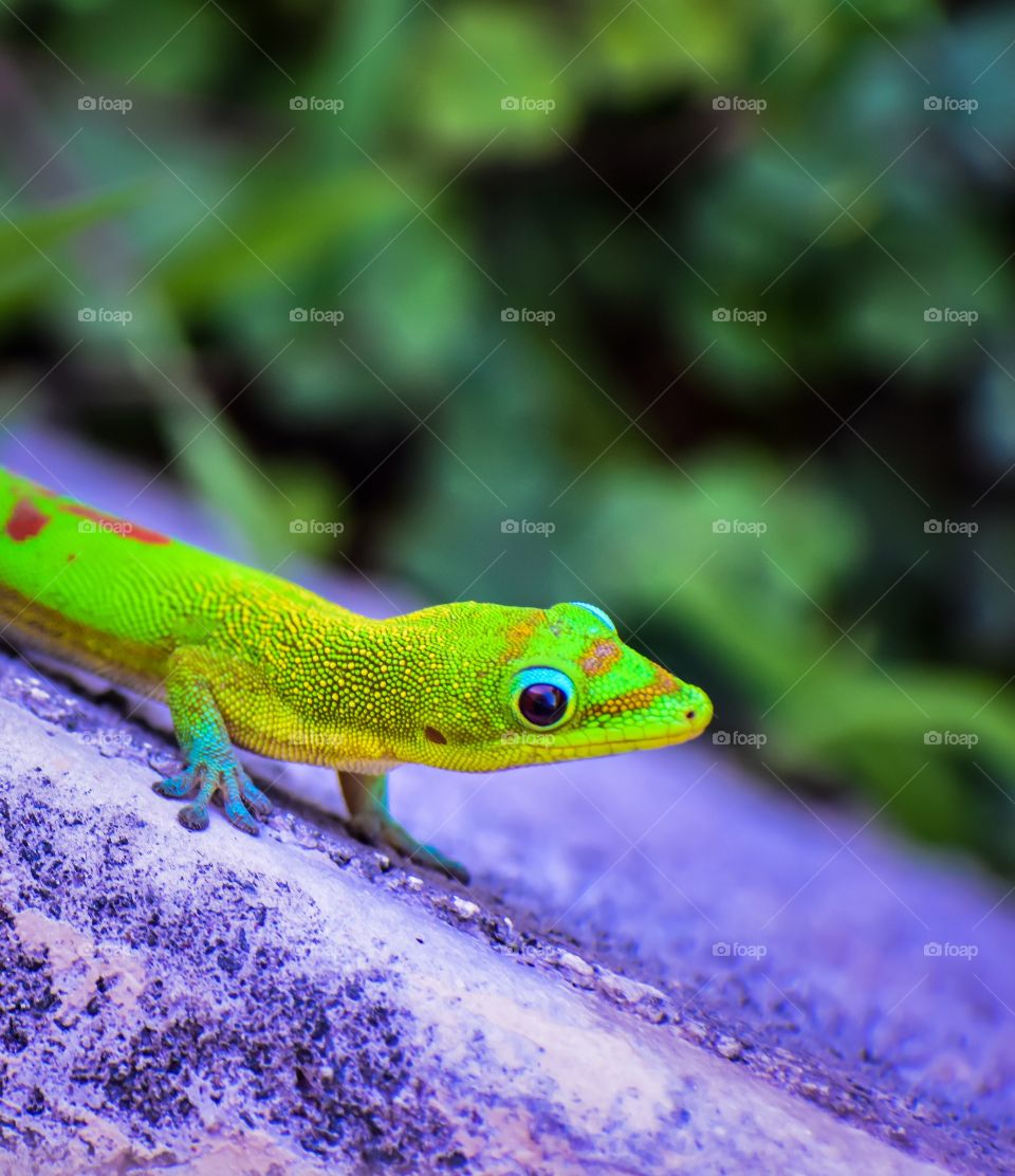 Gecko on my lanai