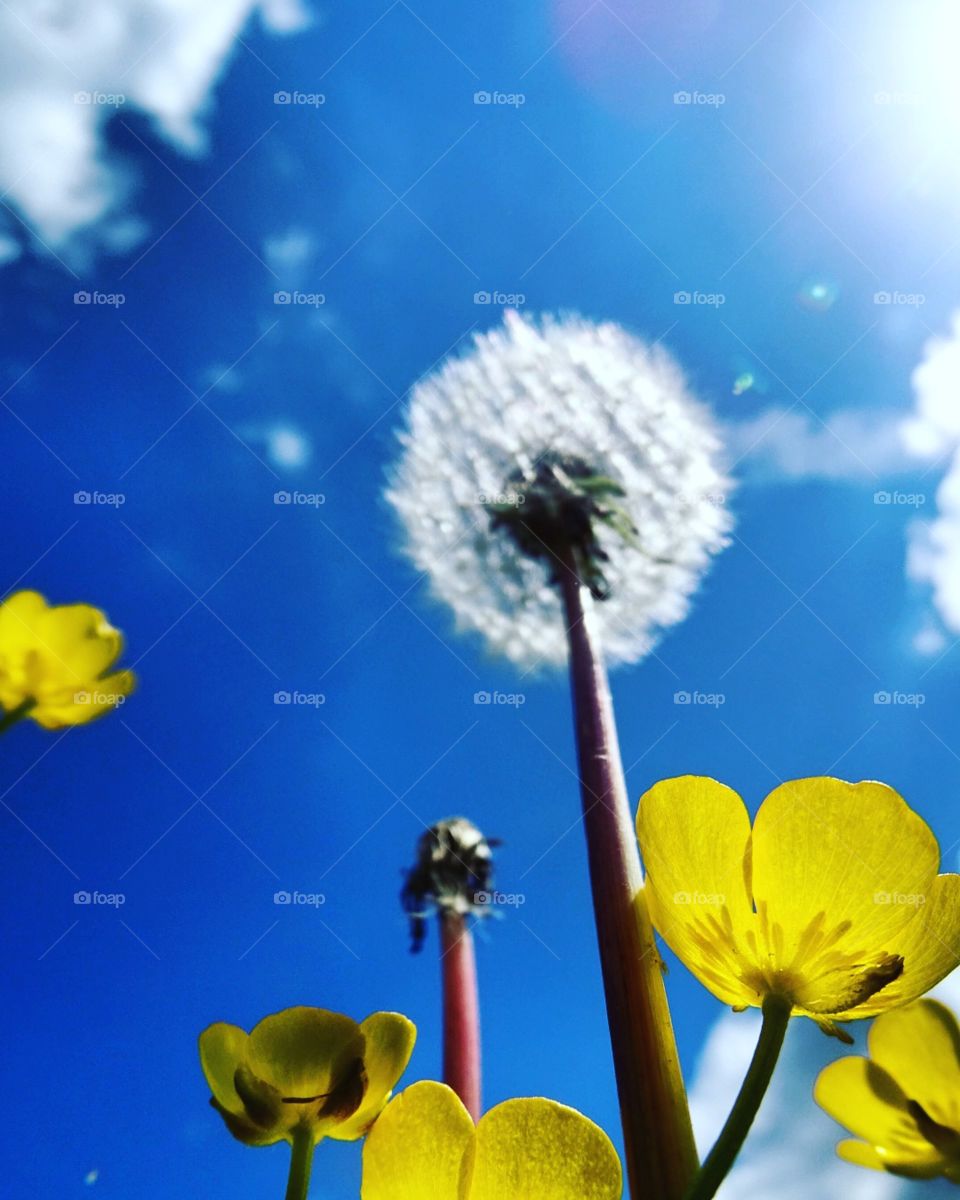 pusteblume