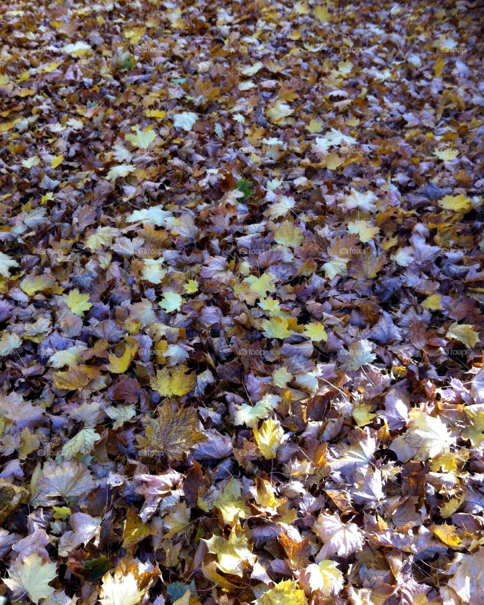 leaves fall foliage mission5 by pixelakias