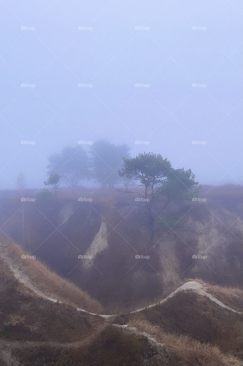 Trees on the hills lost in morning fog 