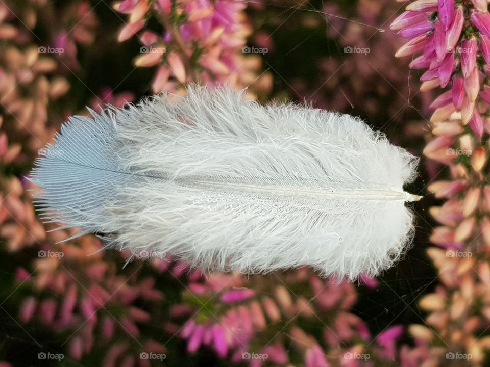 Feather on heather