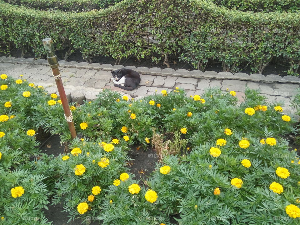 garden of yellow flowers, green bushes, pathway and a cat in the middle.