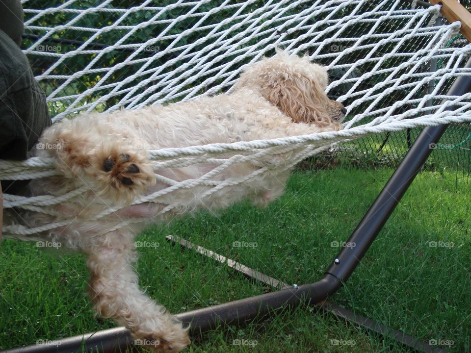 Dog Relaxed in Rope Hammock
