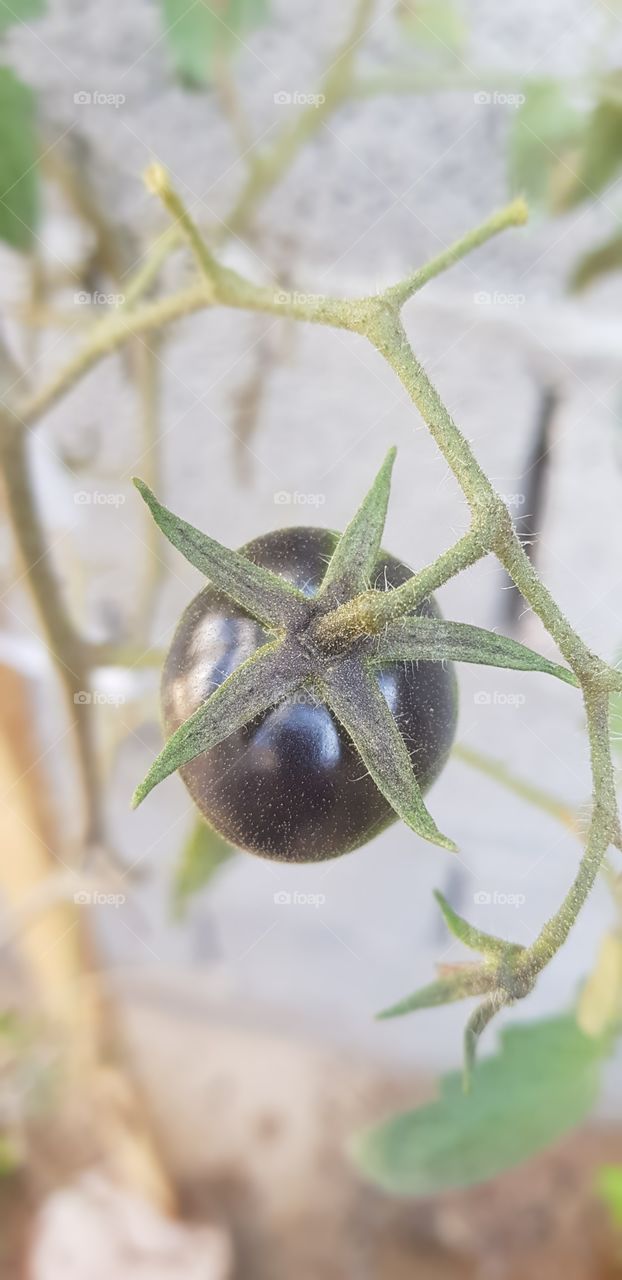Black Tomato