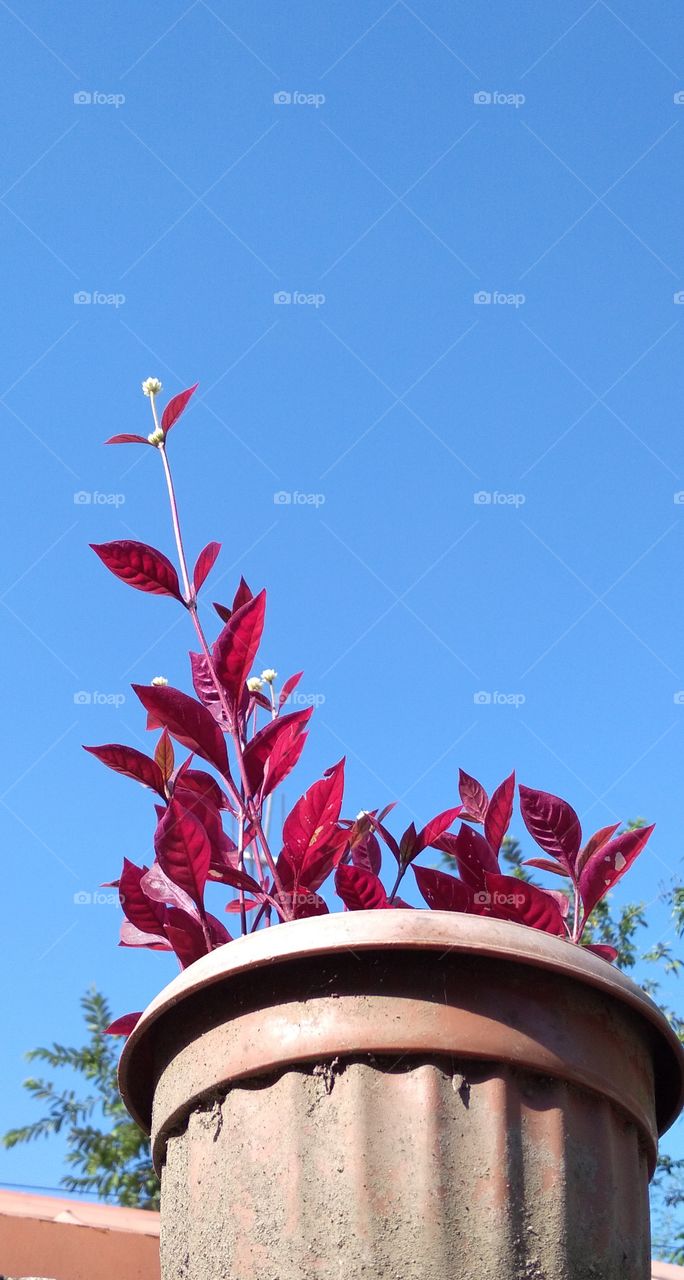 blue sky meets beautiful flora