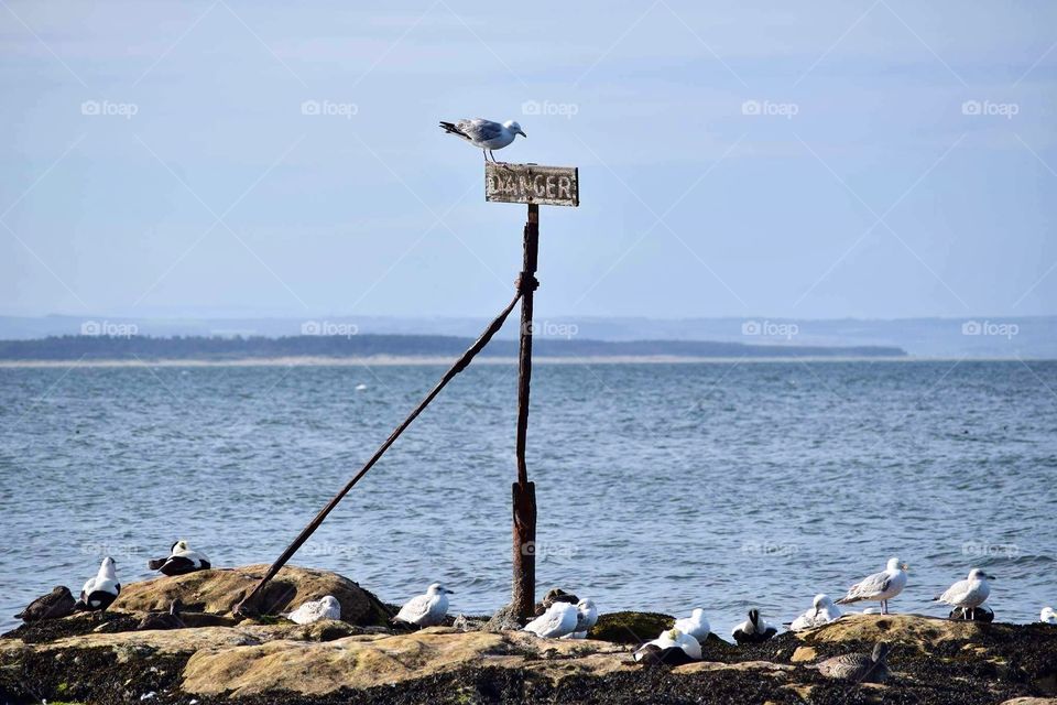Seagulls on an island