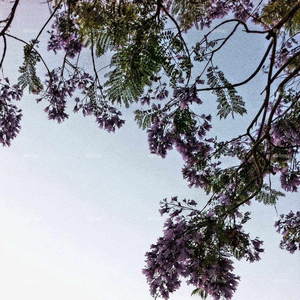 sky flowers tree branches by inmacasado