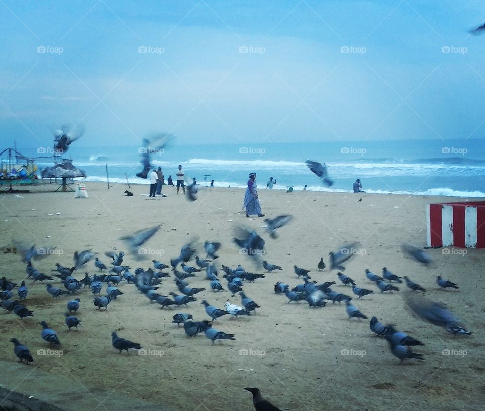 pigeons in Sand