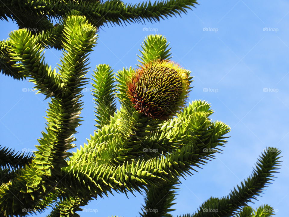 Low angle view of monkey puzzle tree