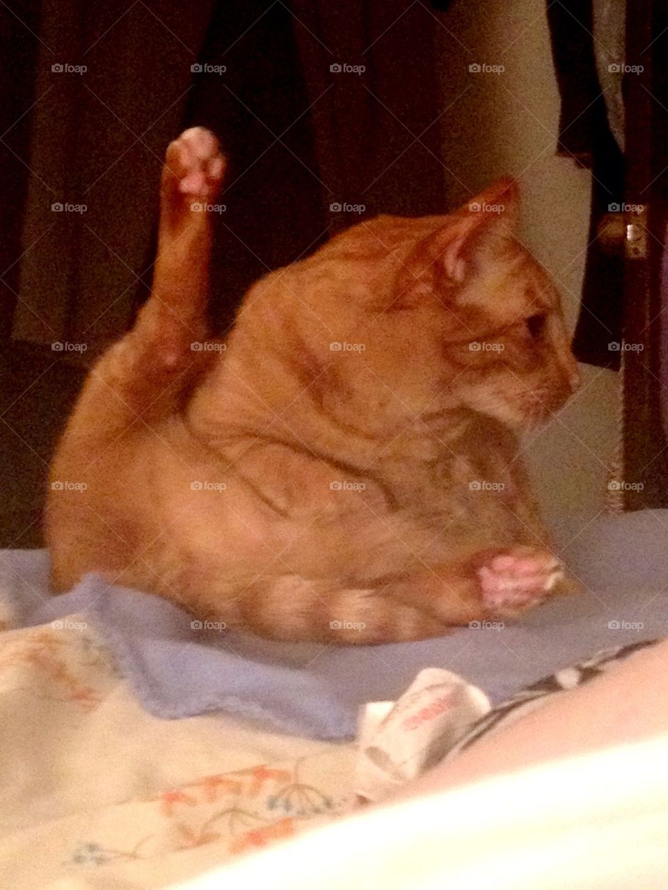 Kitty Yoga Poses