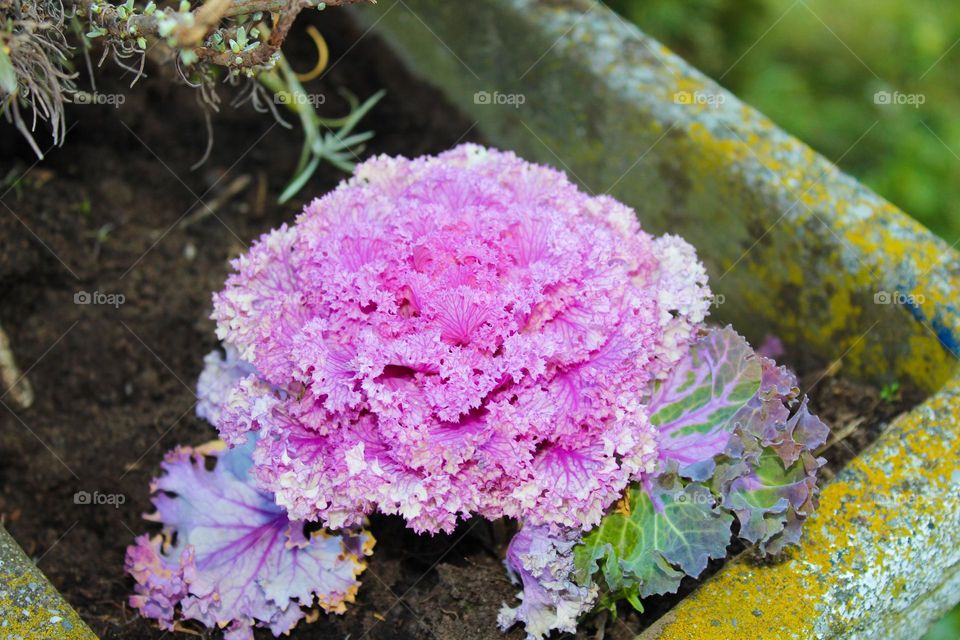 Pink ornamental cabbage  medicinal plant