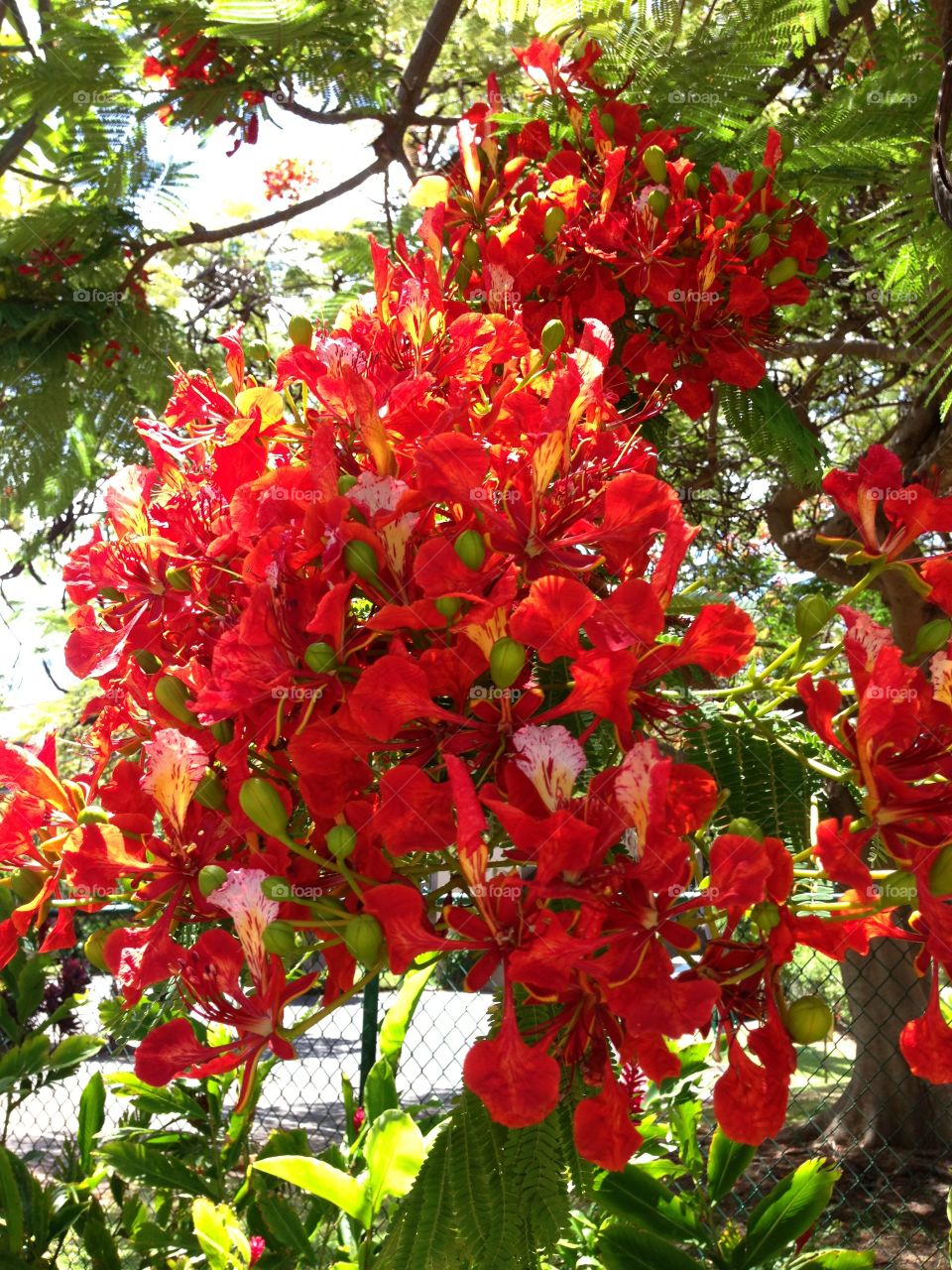 Red Flower Plants