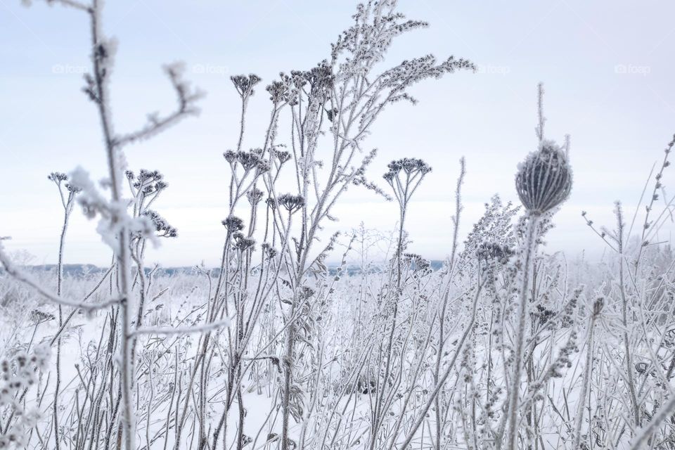 dried flowers covered frost snow