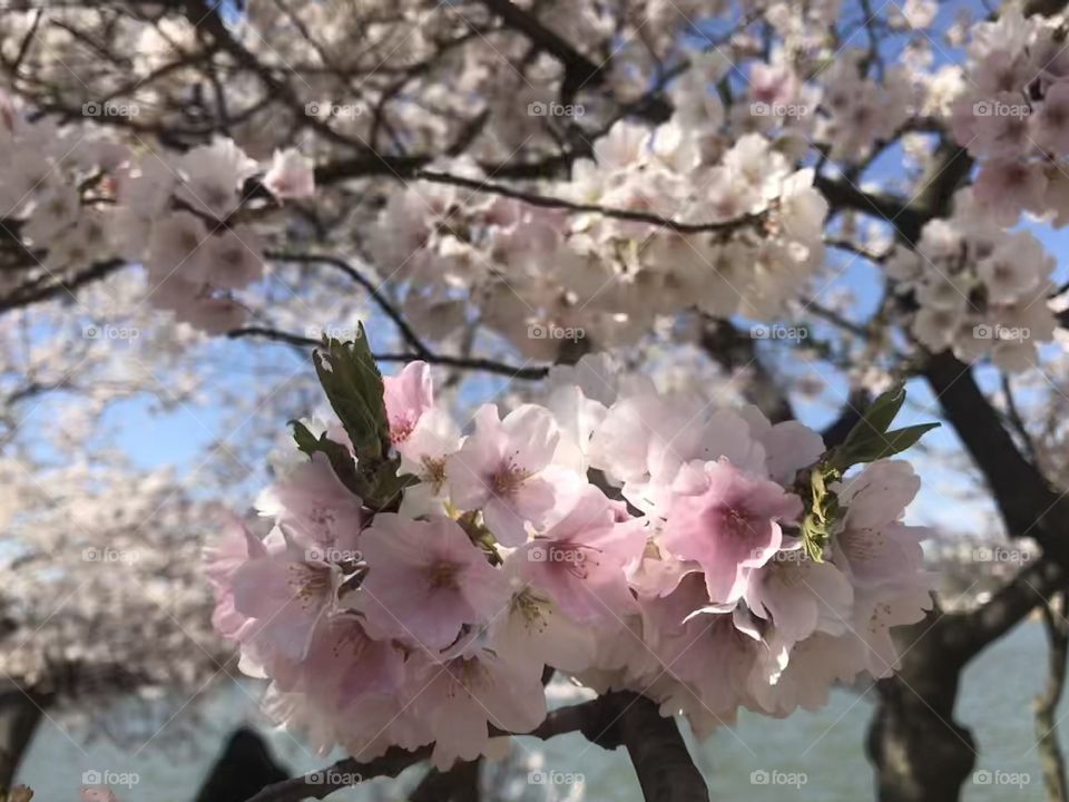 Cherry Blossom on the Potomac