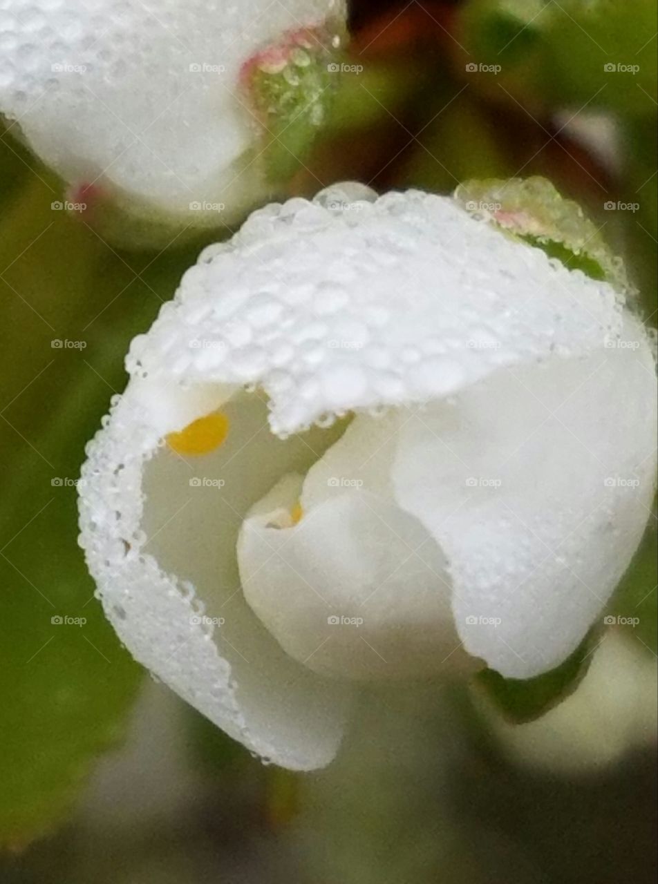 Uncultivated white flower