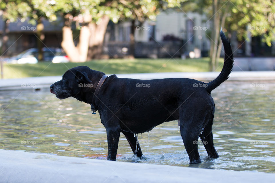 Dog in the water