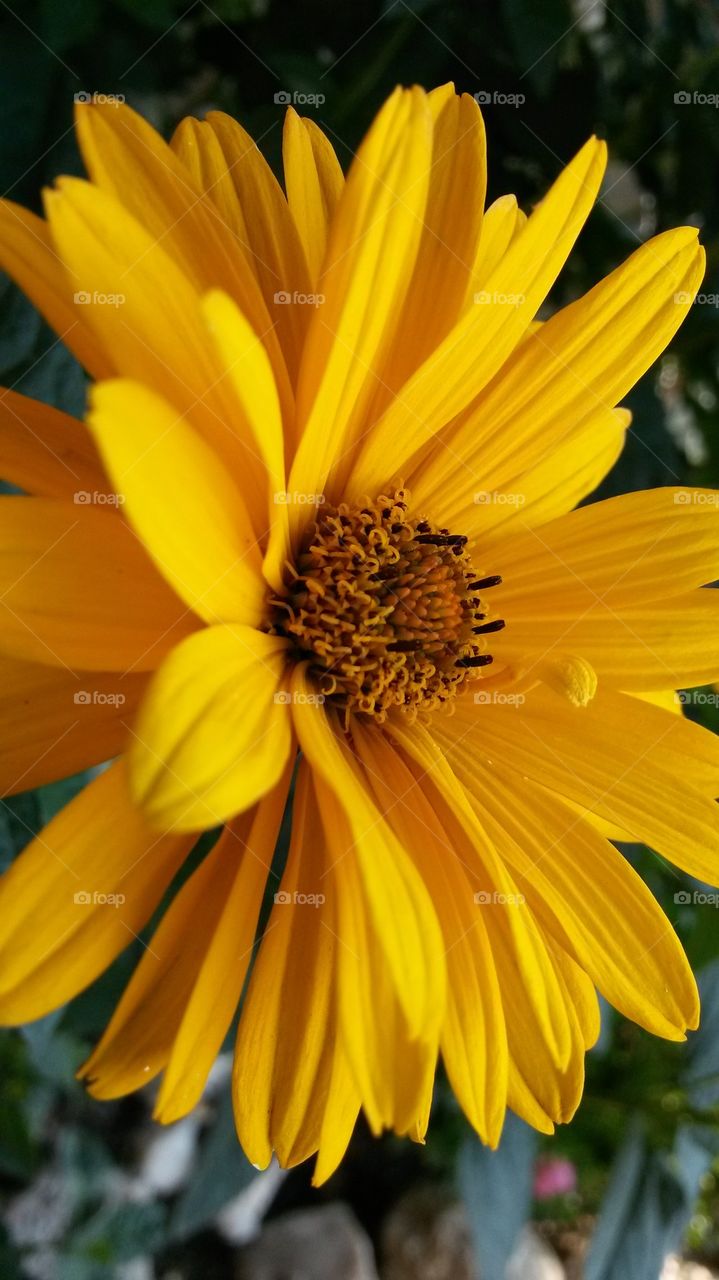 maryanns flowers in my yard