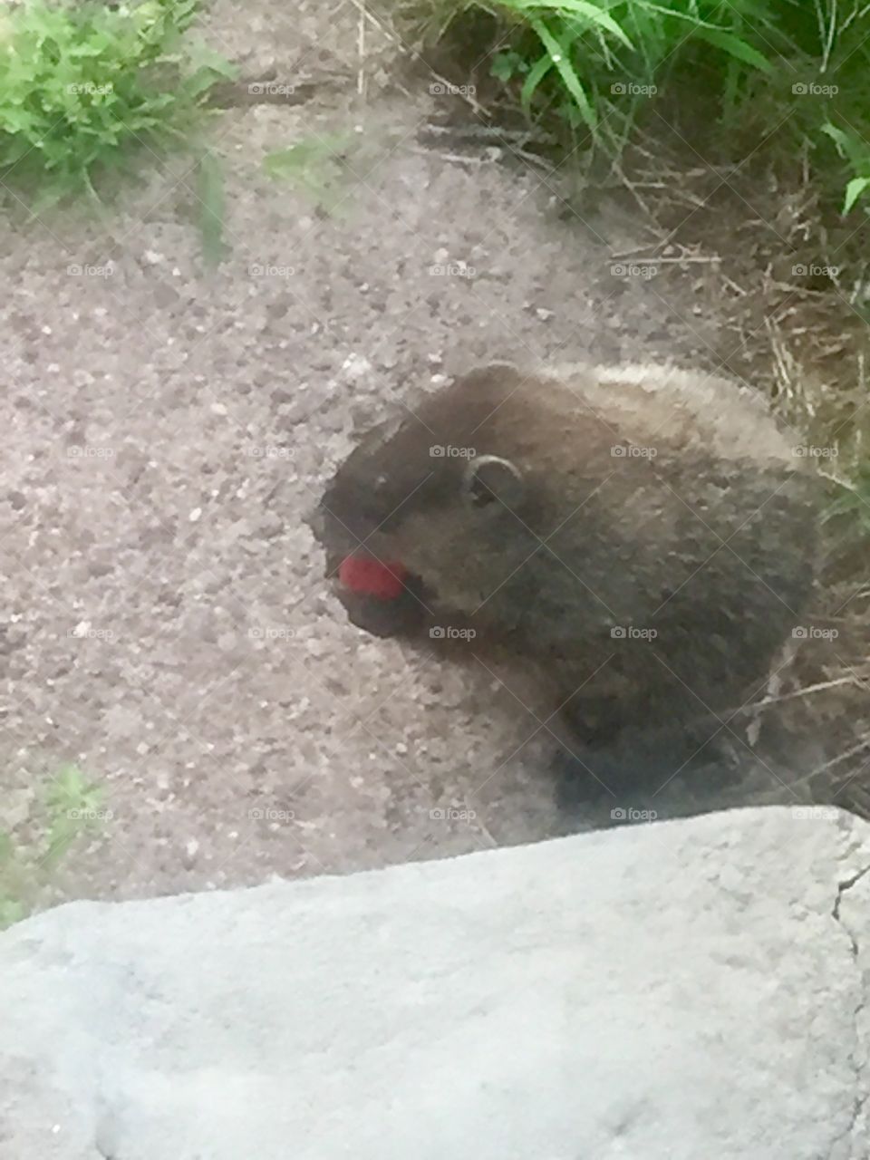 Groundhog Eating strawberry 