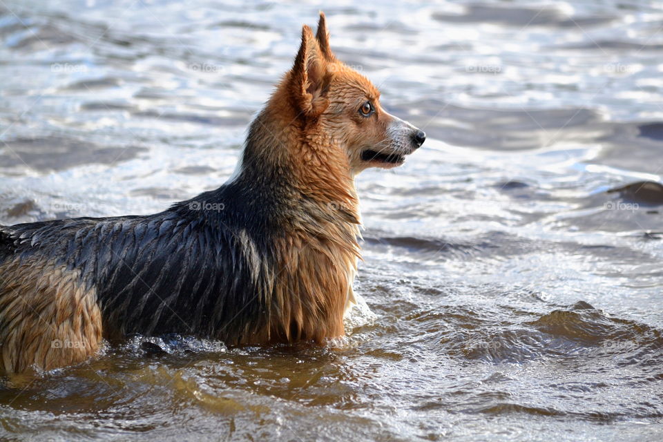 Dog bathing in a lake