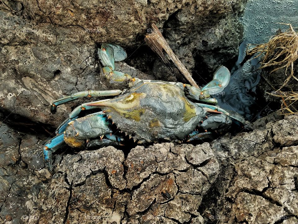 Blue crab trying to hide