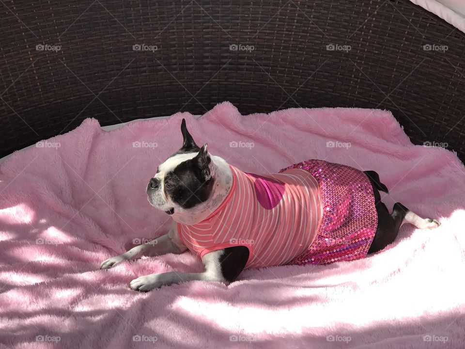 Dog resting on pink bed