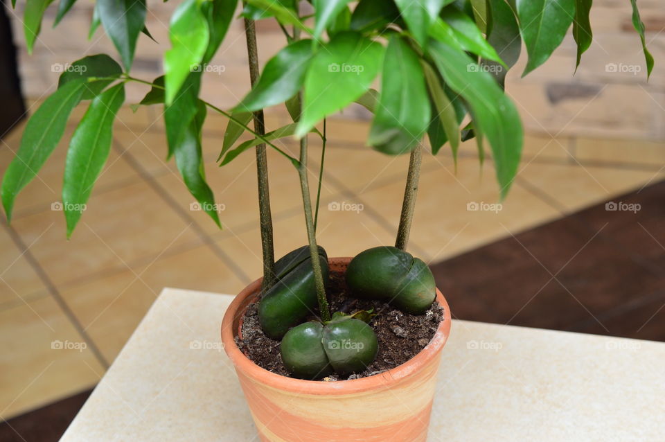 House plants in pot-Castanospermum australe, Moreton Bay Chestnut, Blackbean, Lucky Bean,