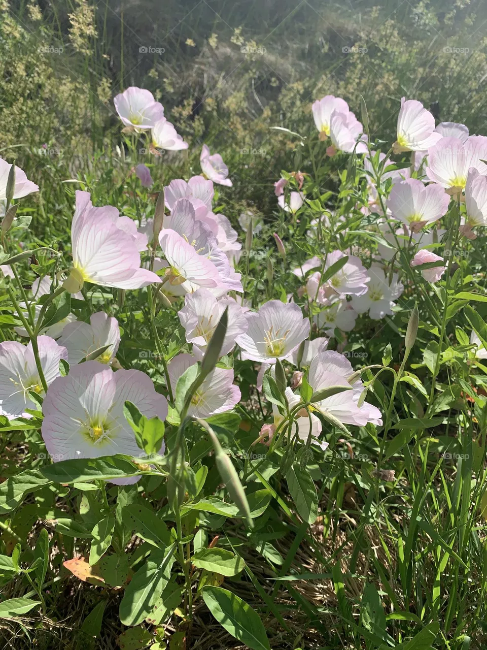 Flowers in the wind