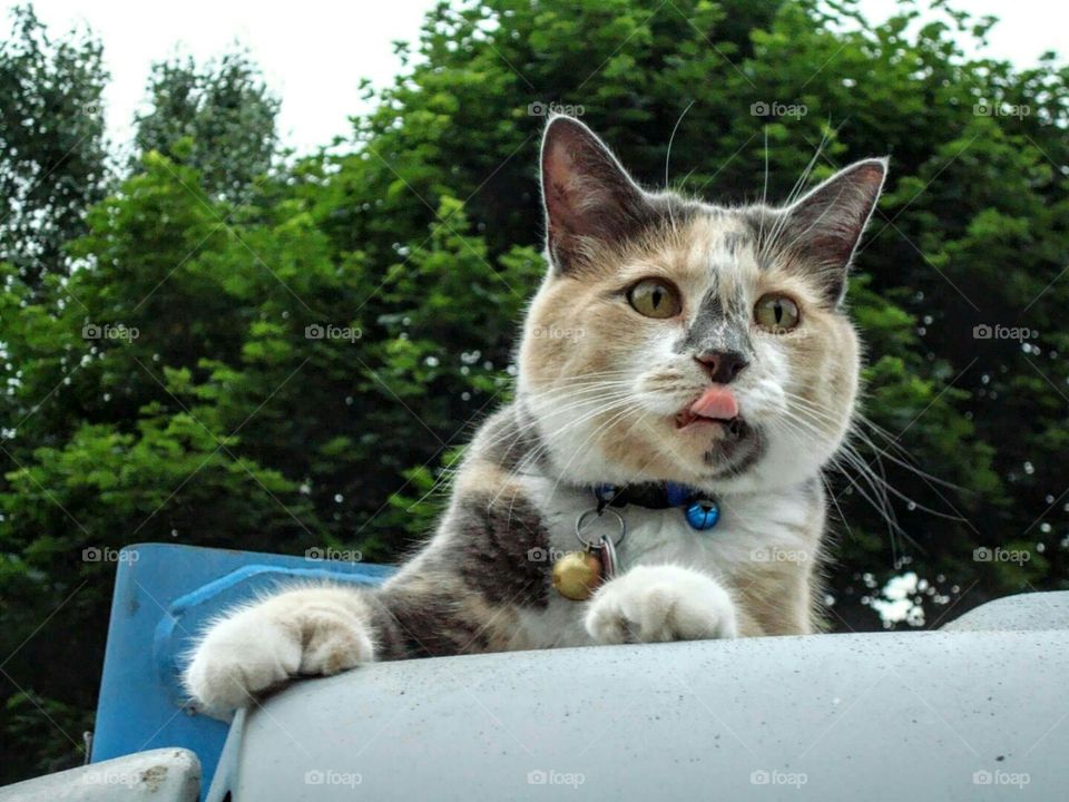 My cat on top of a Lift
