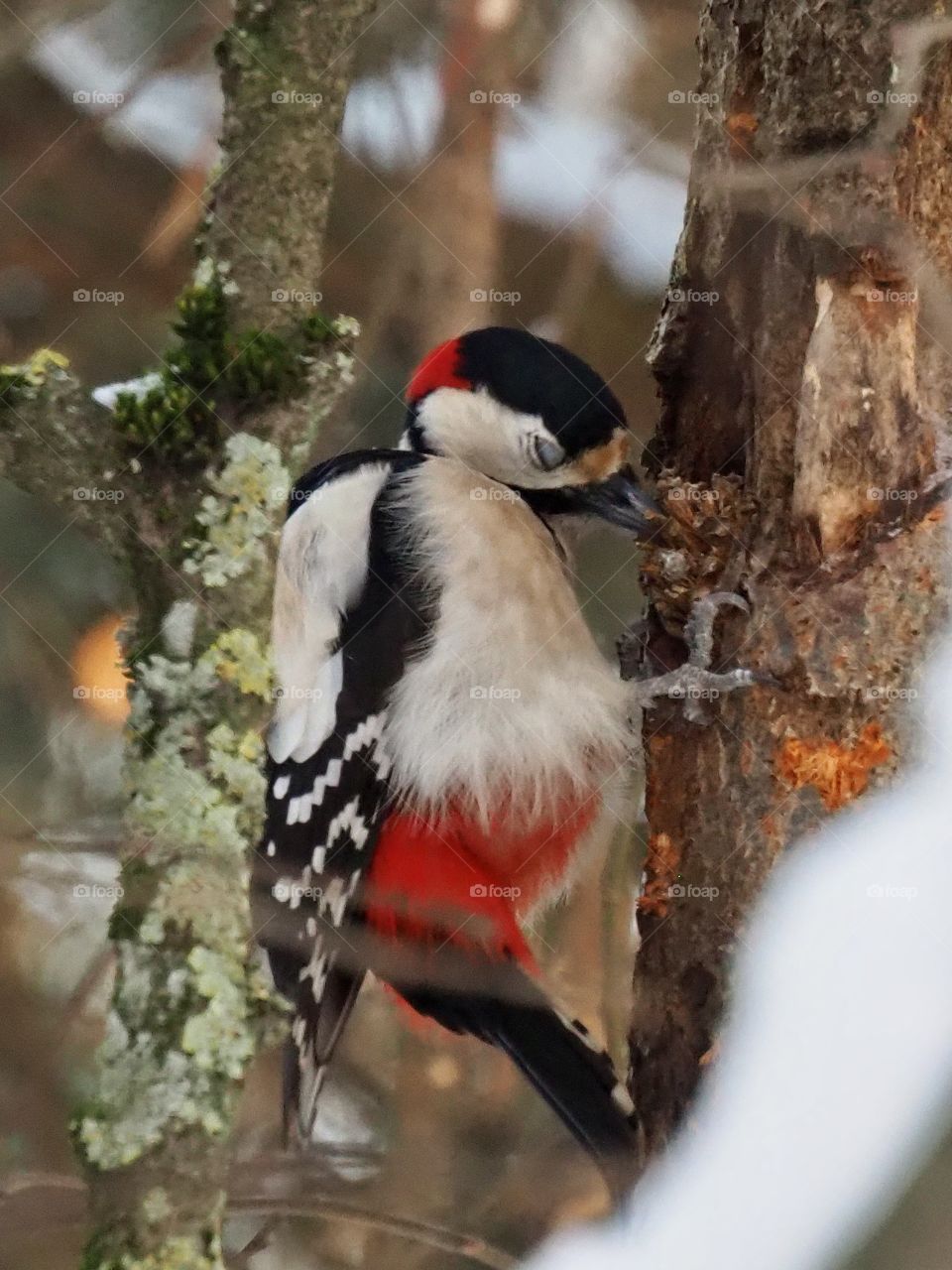 Woodpecker