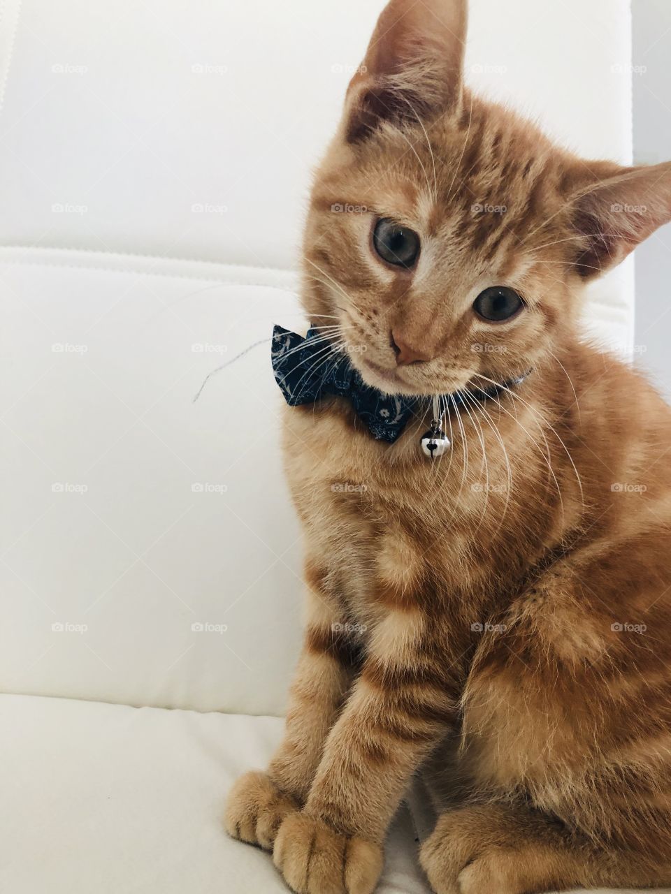 a little cat with a bow tie