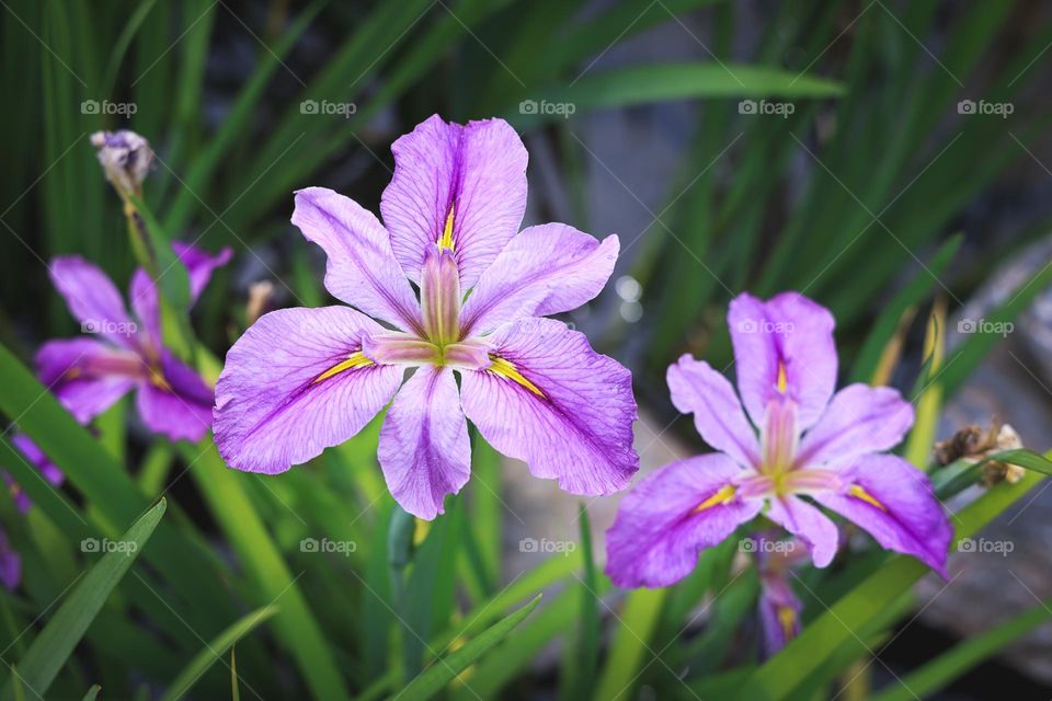 鸢尾花