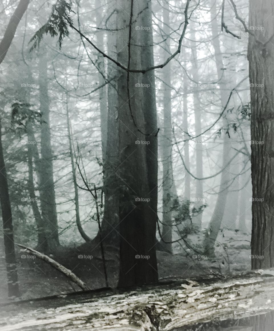 Foggy morning view of backyard trails on a beautiful autumn morning in British Columbia 