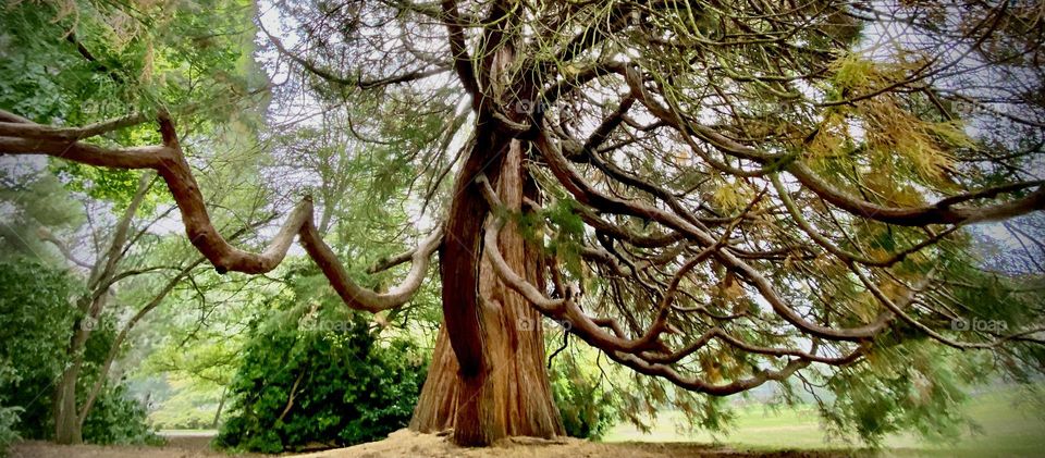 Gnarly magnolia tree