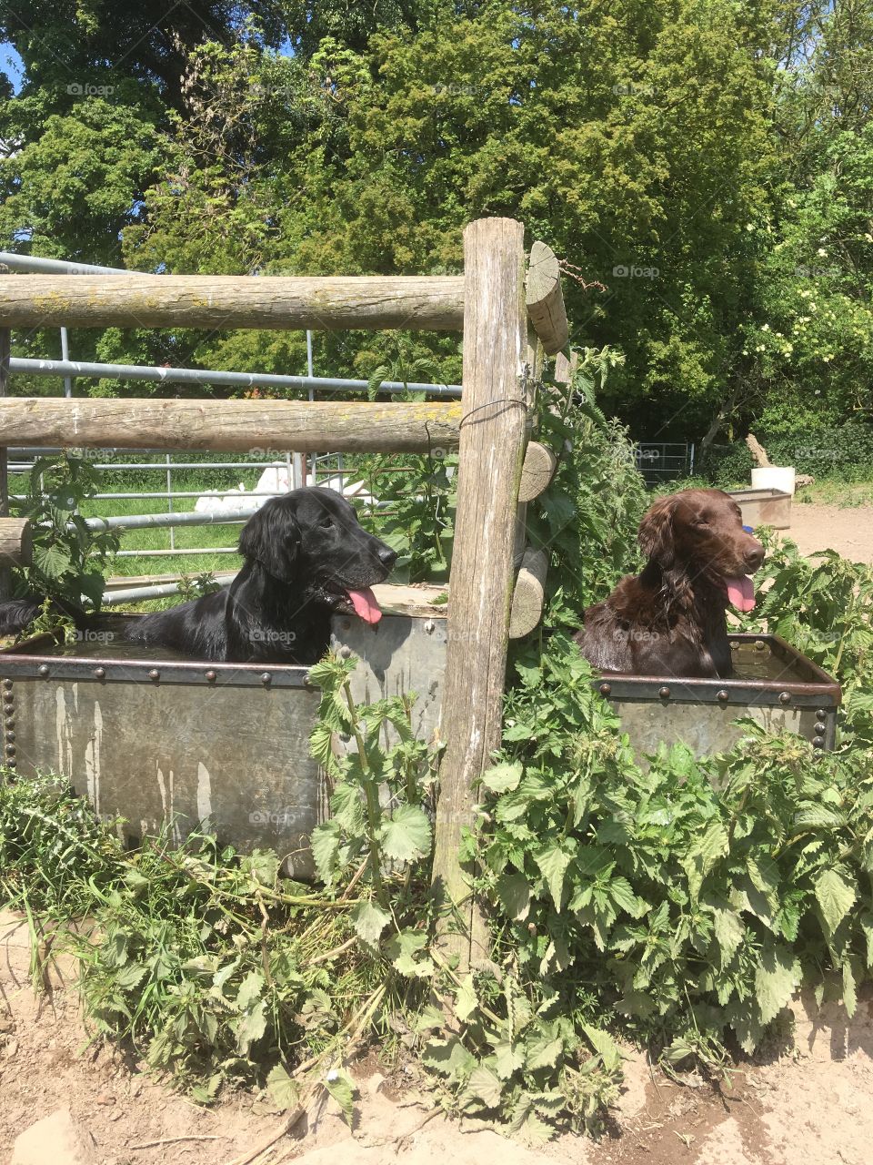 Two very hot flatcoat retrievers have been running on a lovely Hot summer day. Now it is time to cool off in the cow’s water trough.