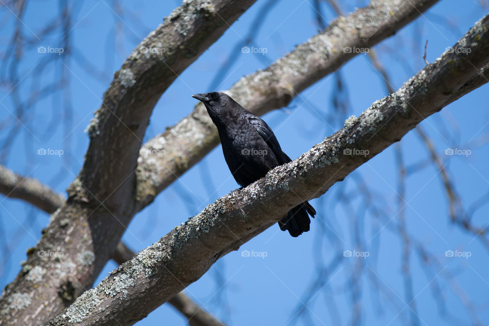 Raven on the tree