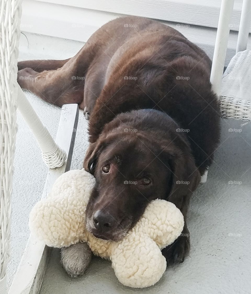 brown labrador with toy