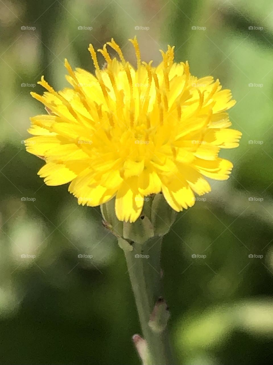 It’s so windy here today in Texas, and I can’t believe I managed to catch this tiny flower (it’s the size of a dime) in all its glory. Springtime is here but I can’t wait for everything to bloom!