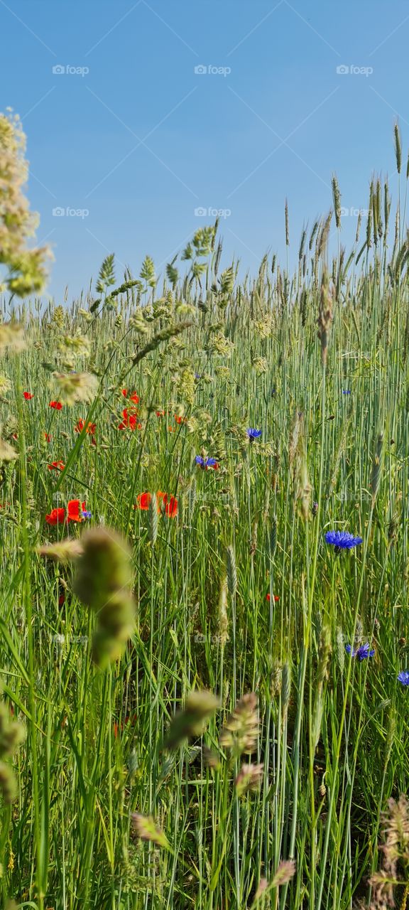 flower meadow