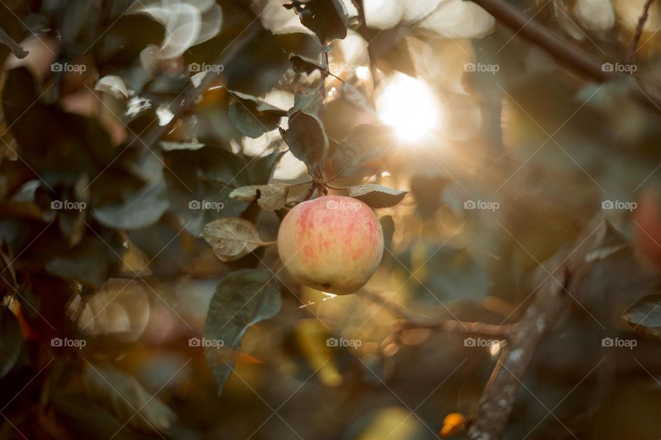 Apple on a tree brunch in sunshine